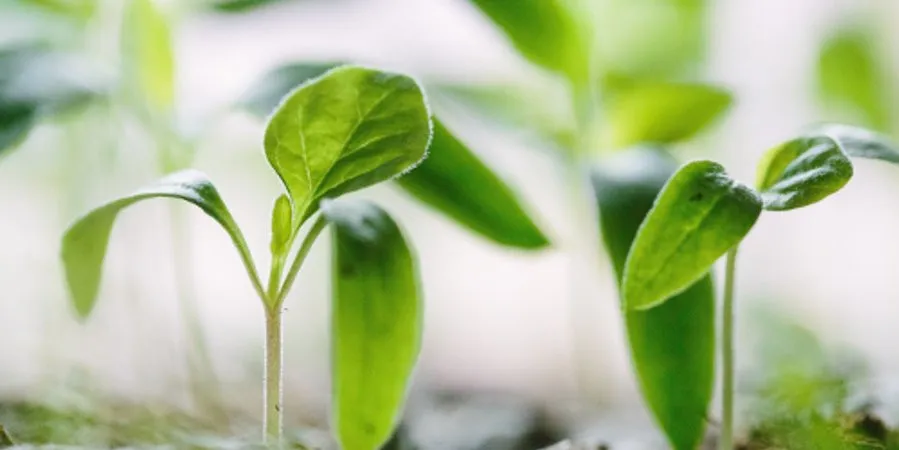 személyiségfejlődés kép